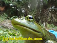 /home//u458753944/public_html/sourcegallery//Frogs/Bullfrogs 2016-08 Ontario/P8120044.JPG